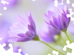 Osteospermum, purple, Flowers