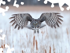 Cane, flight, Tawny owl great gray owl, wings