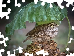 owl, leaf