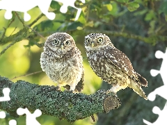 Owls, branch, Lod on the beach, Little Owl