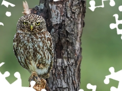 owl, trees, Lod on the beach, Little Owl