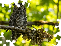 branch, Leaf, eagle-owl, trees, owl