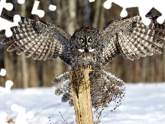 spread, owl, wooden, post, wings, Tawny owl great gray owl