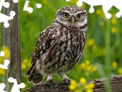 rapprochement, owl, Little Owl