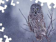 owl, Bird, Twigs, Tawny owl great gray owl