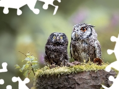 Eurasian Scops Owl, Two, Owls