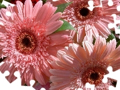 gerberas, Flowers, pale pink