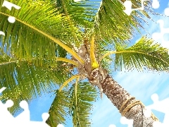 Beauty, Palm