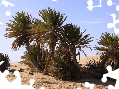 Palms, Desert, Beetle