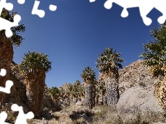 Desert, Palms