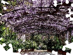 Garden, wistaria, Palms, japanese