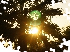 Palms, west, sun