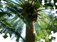 top, Palms