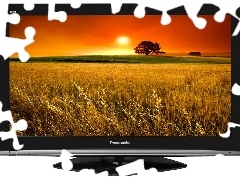 TV, Panasonic