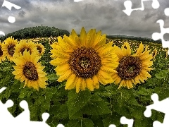 Field, clouds, panorama, sunflowers