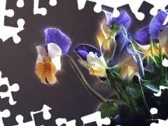 pansies