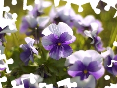 pansies