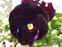 pansies