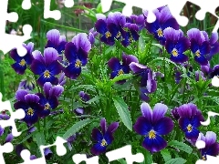 pansies, Flowers, Blue