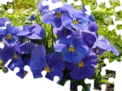 Blue, pansies