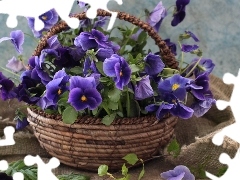 pansies, basket, bouquet