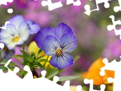 color, pansies