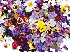 different, Flowers, pansies, color