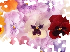 Flowers, pansies