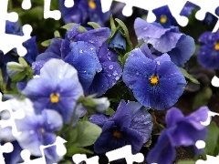 pansies, Blue, Flowers