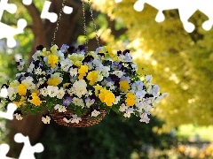 hanging, pansies