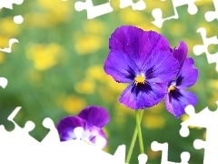 purple, pansies