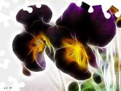 purple, pansies