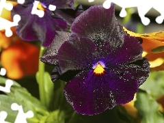 pansies, dark, purple