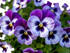 pansies, White-Purple