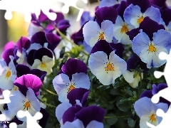 pansies, White, purple