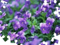 purple, pansies