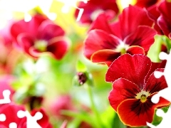 Red, pansies