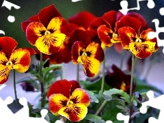 pansies, maroon, Yellow