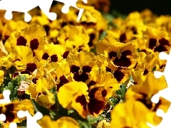 Yellow, pansies