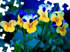 pansies