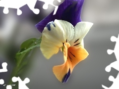 pansy