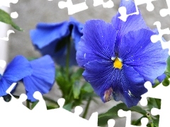 blue, pansy