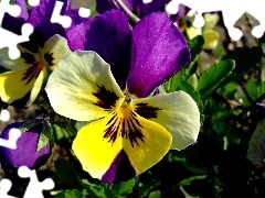 color, pansy