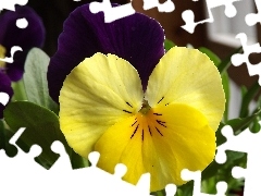 trichromatic, Colourfull Flowers, pansy