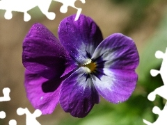 Violet, pansy