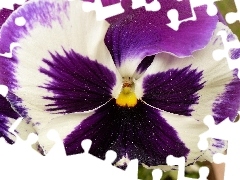 pansy, purple, White