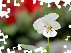 pansy, small, White