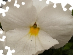 White, pansy