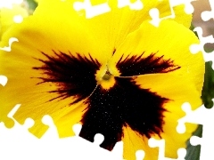 Yellow, pansy