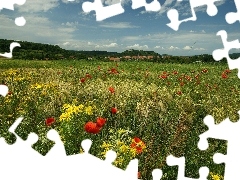 papavers, Meadow, corn